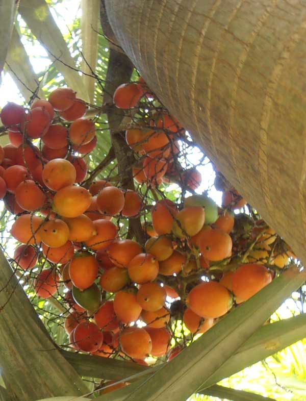 Frutto maturo di noce di betel