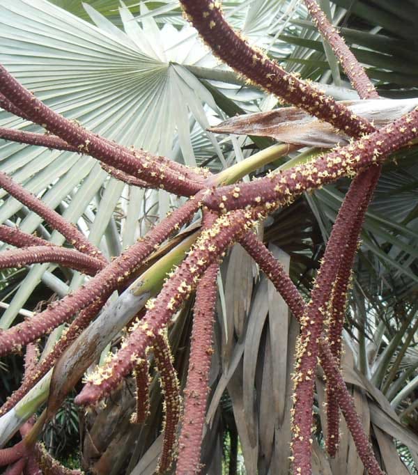  オスのラキラの花(小花) 