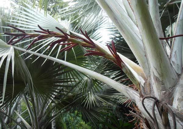 Een prachtige karmozijnrode rachilla op deze geweldige waaierpalm (meer dan een meter lang!)