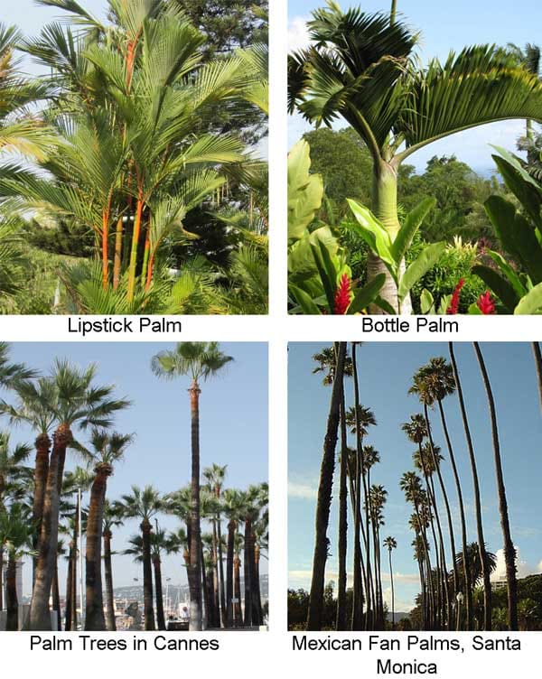 Some Ornamental Palms