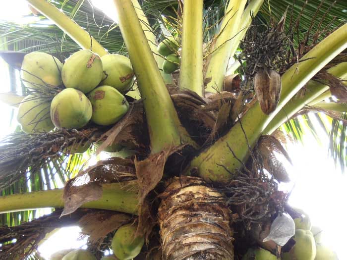 Coconuts in various stages of development