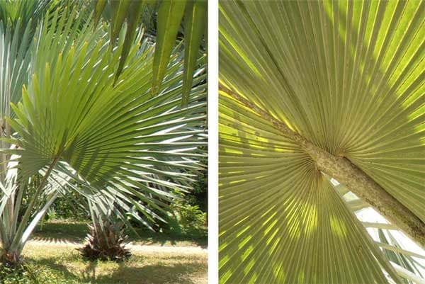 Palmate palm leaves