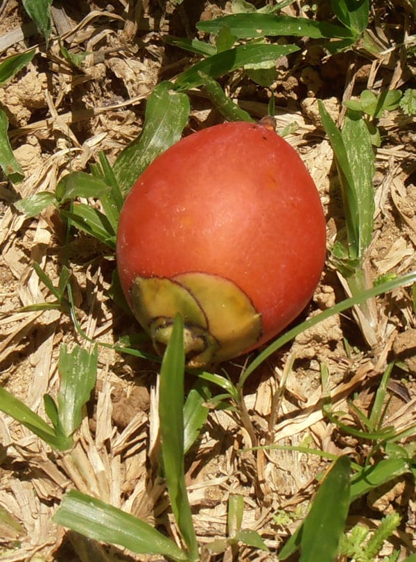 Un fruit tombé