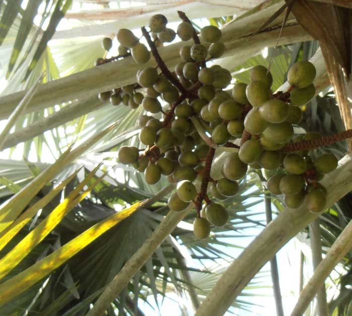 Jeune fruit du palmier Bismark