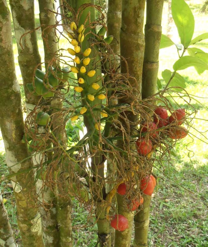 Store gule blomster, ung grøn frugt og moden frugt på en hunpalmeplante.