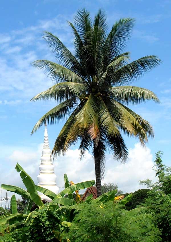 Palma de coco com estupa budista atrás