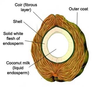 Secțiune de nuci de cocos