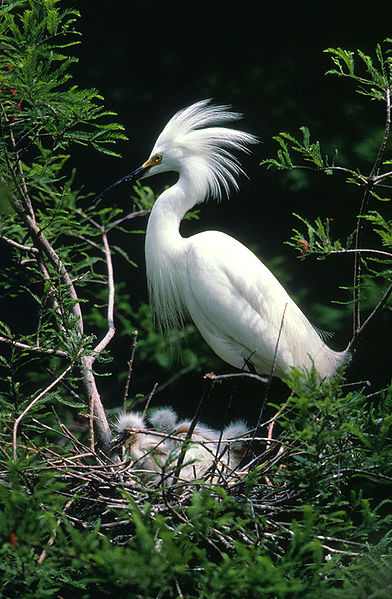 Egrets are herons. They are usually snowy white like this Snowy Egret and have a head plume that is accentuated during the breeding season.