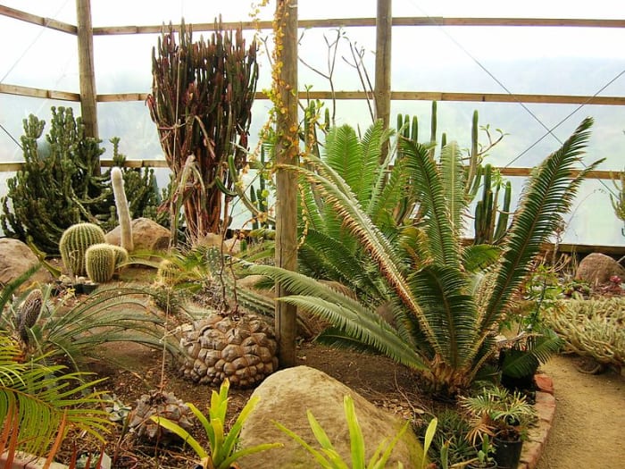 A selection of Xerophytic plants in Paloma gardens. You can see the variety of adaptations all aimed at reducing water loss and maximising water storage.