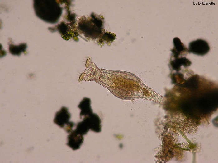 Rotifers are an anomaly in the world of asexual organisms - this group of animals have been celibate for 70 million years