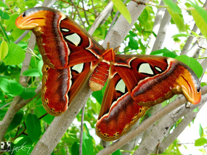 With its large size, snakehead- like wing tips and translucent white markings, the Atlas moth is very imposing to potential predators.