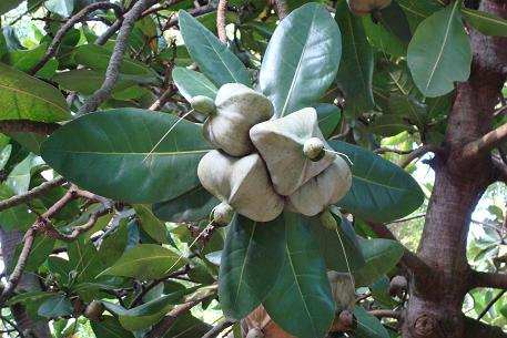 seed pod clusters of Barringtonia asiatica