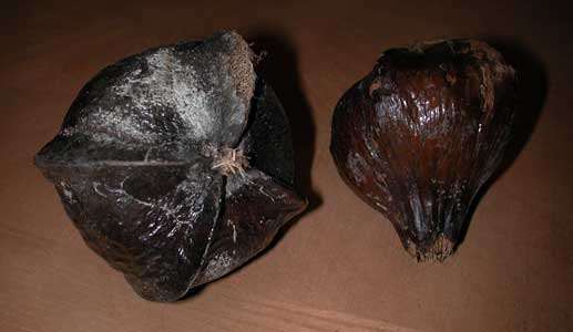 Dried seed pods were ground up and used to stun fish for easy capture; hence the name Fish Poison tree. These pods could survive afloat on ocean waves for up to 15 years!