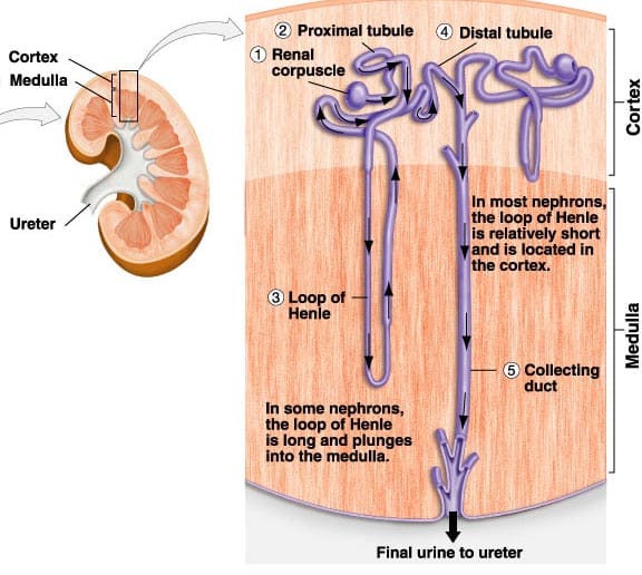 Another illustration of the nephron region showing the kidney filtration system affected by natriuretic peptides