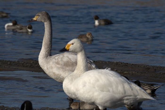 The Bewick's swan is the smallest of Britain's three species of swan. It has a more rounded head than its close cousin, the whooper. The juvenile is grey brown.
