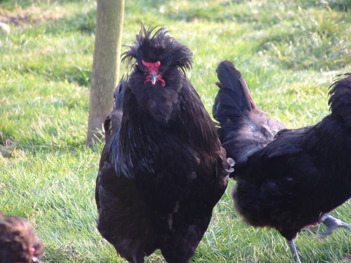 Crevecoeur chicken