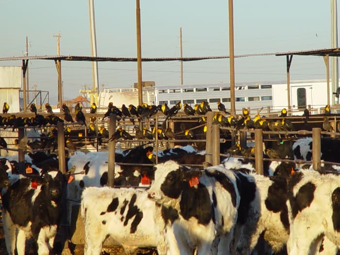 Unethical: A feedlot - a pretty nice one, too, believe it or not. Doesn't look much like a farm though, does it!