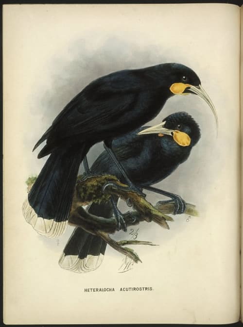 Note the difference in the beak: The female had a long pointy beak, whereas the male had a short strong beak.