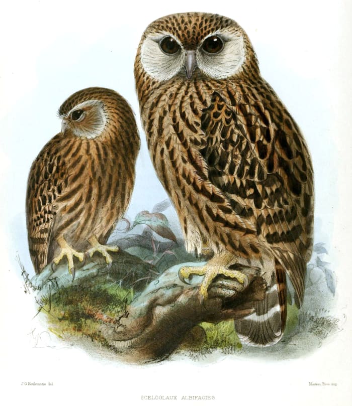 Laughing owls were named for their maniacal shrieks, which they used to communicate.