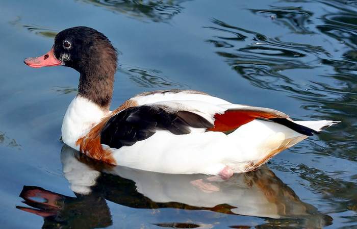 The adult female has a much duller plumage and lacks the distinctive knob possessed by the males.