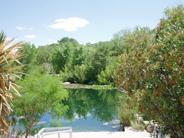 Albuquerque Botanical Garden - this pool is actually diverted from the Rio Grande River. It hosts fish and waterfowl, in addition to water plants and trees not native to the area.