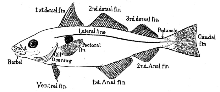 Fins of a haddock (Some fish have a slightly different fin arrangement.)