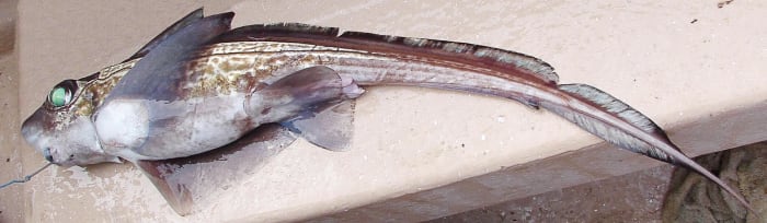 A dead rabbitfish, or Chimaera monstrosa