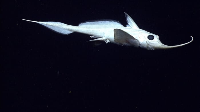 Uma rinochimaera dez metros acima do fundo do oceano