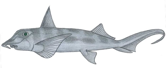 Een olifantvis (Callorhinchus callorhinchus)