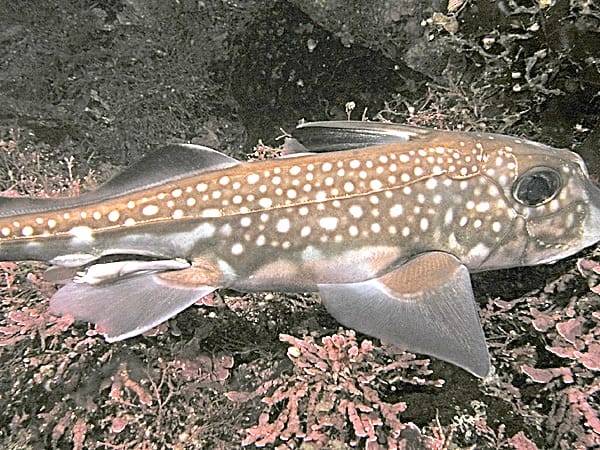 A male spotted ratfish with "seams" (part of the lateral line system)"seams" (part of the lateral line system)