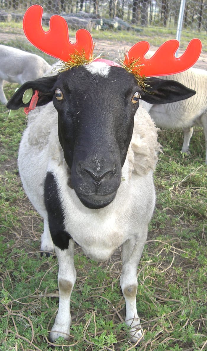 The Black Headed Dorper Sheep - Owlcation - Education