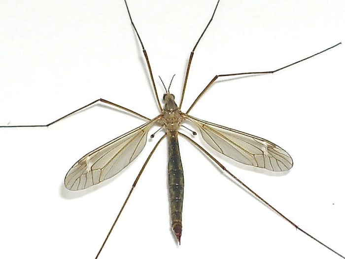 This photo of a crane fly shows the head, thorax, and abdomen and the halteres behind the wings. A crane fly has similar body parts to a blow fly but is more slender.