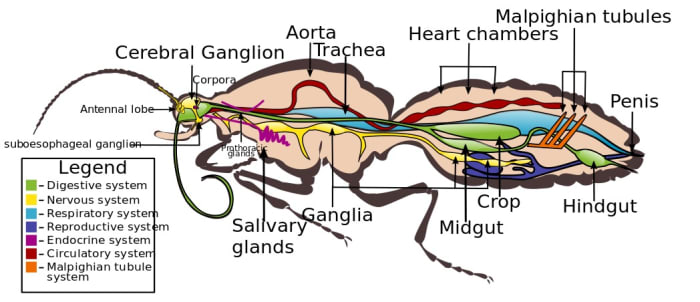 These are the internal organs of an insect in the order Lepidoptera (butterflies and moths). They are similar to those of flies.