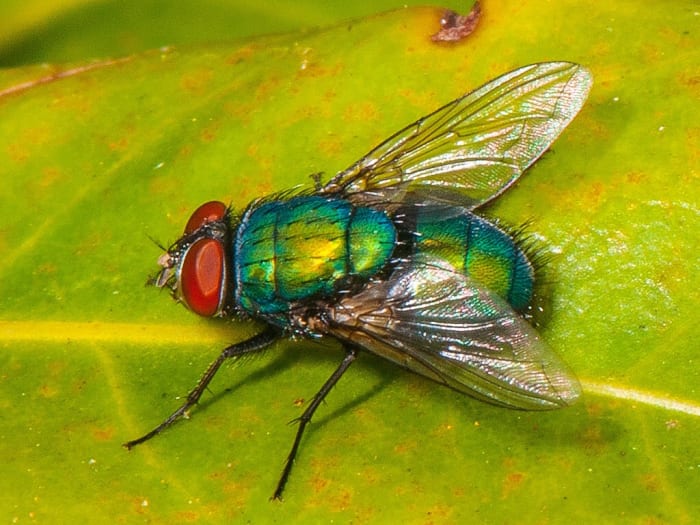 A green bottle fly