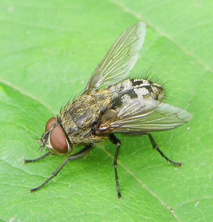 A male cluster fly (genus Pollenia)
