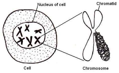 Chromosomes contain the DNA that result in our genetic differences. The 23rd chromosomes contain DNA specific to our genders.