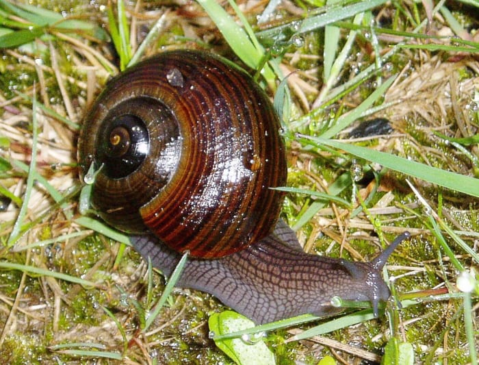 Powelliphanta lignaria johnstoni