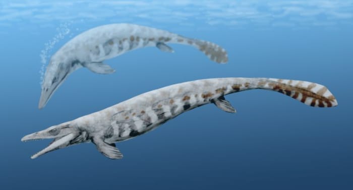 Mosasaurs were capable of holding their breath for over an hour. A pretty handy skill to have, especially when you want to ambush prey.