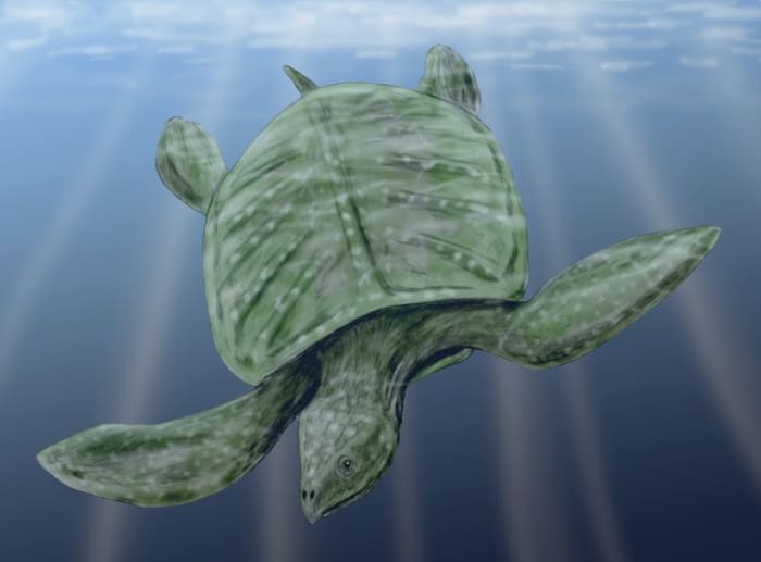 Unlike modern turtles, it was the underside of Archelon that was well protected, presumably from attack from below.