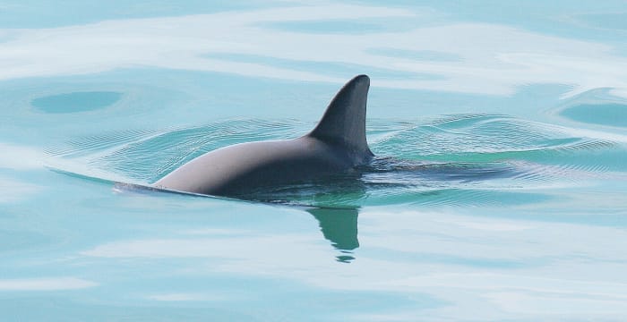 The dorsal fin of a vaquita