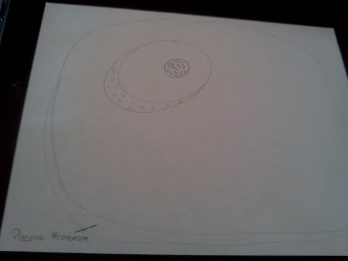 The cell membrane showing that this is a cross section drawing. Also, notice the size of the nucleus in rlation to the rest of the cell.