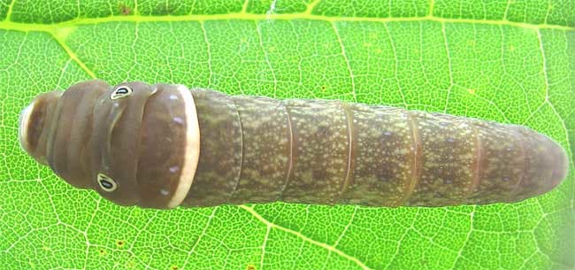 Eastern Tiger Swallowtail immediately before pupation.