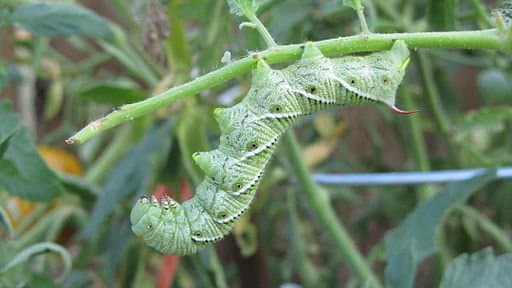Tobacco Hornworm (note the red horn and the black-banded stripes)