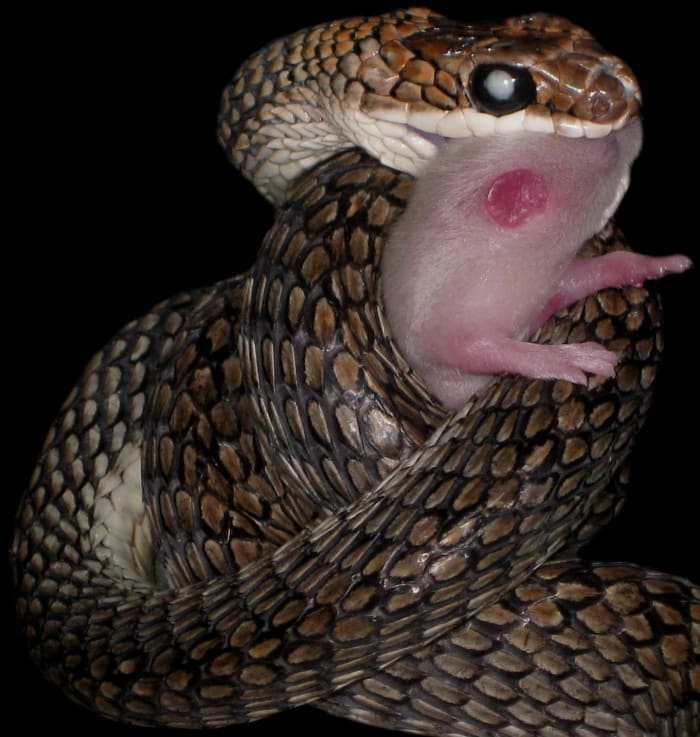 A Banded Flying Snake (Chrysopelea pelias) constricting around a fuzzy House Mouse (Mus musculus) to try to kill it before ingesting it. This snake has cataracts.