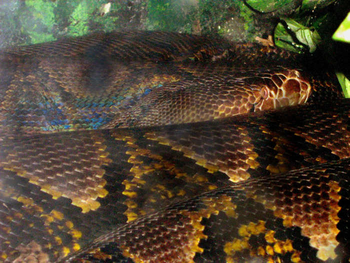 The Reticulated Python (Python reticulatus) grows to be the longest snake in the world, at 33' long. This individual is only 17' long, 120 lbs, and resides at the Fort Wayne Children's Zoo.