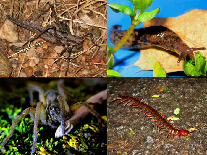 In addition to rodents, snakes consume a wide variety of species that humans often consider as pests, such as Grasshoppers, Slugs, Spiders, and Centipedes. This behavior works for, not against, human economies.