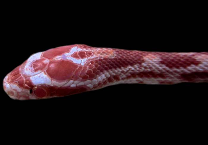 A baby albino Corn Snake (Pantherophis guttatus), showing the red, white, and pink scale colors that accompany the red eyes. This snake likely has reduced vision and physical performance, meaning that it would probably not survive in the wild.