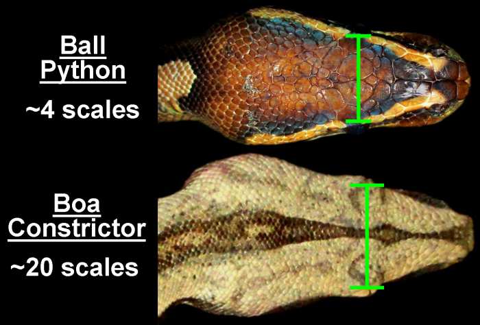 Comparing the number of dorsal head scales between the eyes of a Ball Python (Python regius) and a Red-tail Boa Constrictor (Boa constrictor constrictor). Boa Constrictors have significantly smaller dorsal head scales than Pythons.
