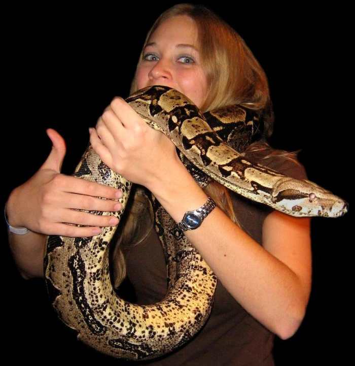 This Red-tail Boa Constrictor (Boa constrictor constrictor) is at the size (~8' long) where it can overpower an adult human and strangle them to death. Only handle powerful snakes this large with someone else nearby to help. Pic of Megan K. Caylor.