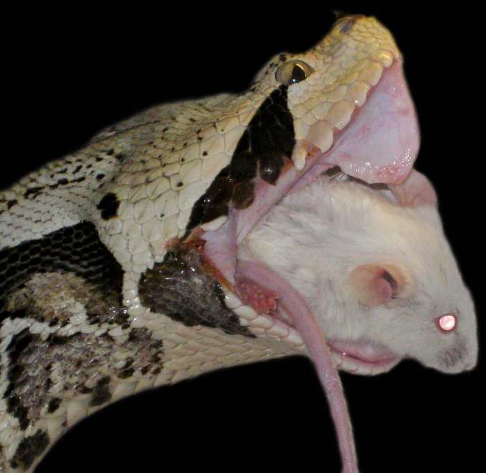 The Gaboon Viper (Bitis gabonica) is known to grow the world's largest snake fangs (as long as 2.2") and produce the most snake venom, with as much as 9.7 ml of venom (2.4 kg of dried venom) from a single individual.